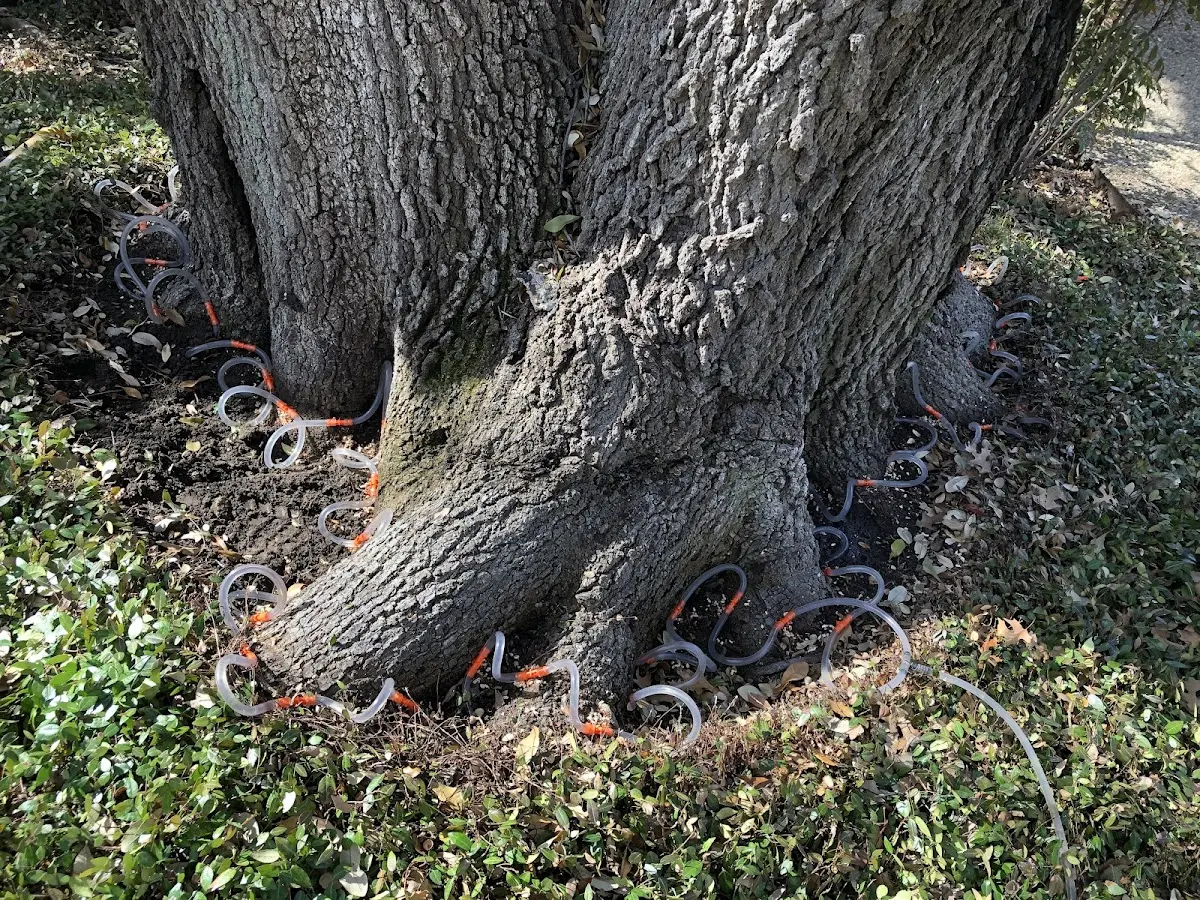 Detailed Tree Cabling and Bracing job site in North Haverhill