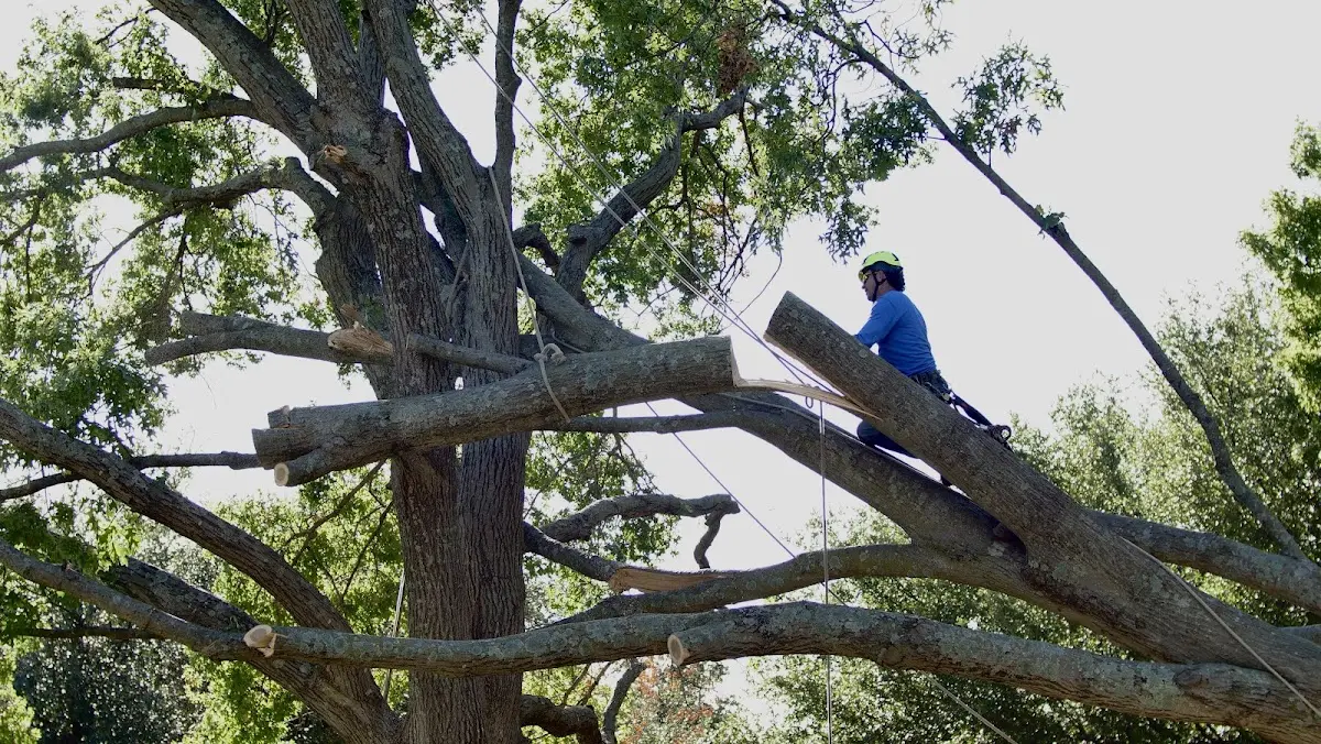 Professional Crown Thinning performed by certified arborists in North Haverhill