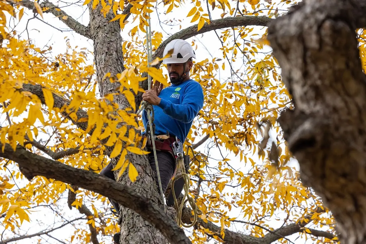 Skilled Tree Pruning crew working in North Haverhill
